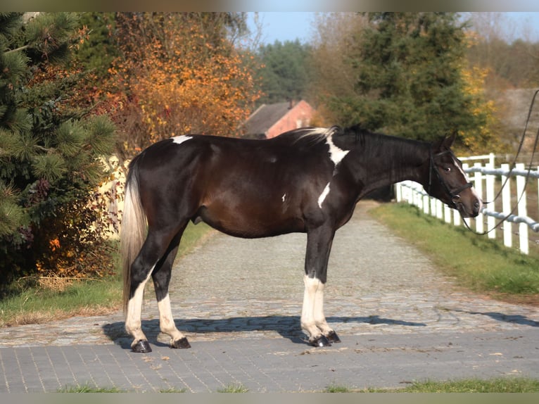 Polish sport horse Gelding 5 years 16,2 hh Pinto in Santok