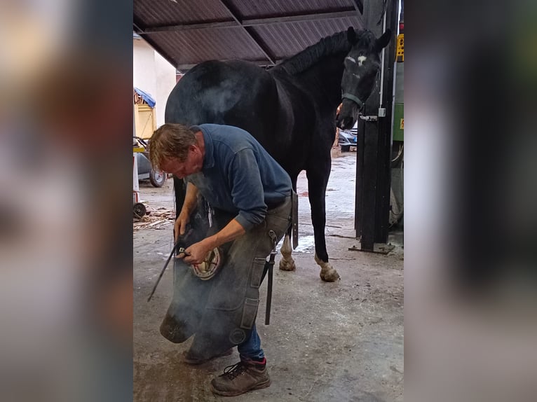 Polish sport horse Gelding 5 years 16,3 hh Black in Titisee-Neustadt