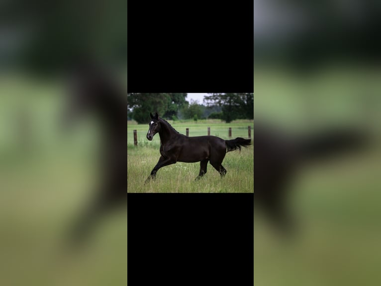 Polish sport horse Gelding 5 years 16,3 hh in Łęka Mroczeńska