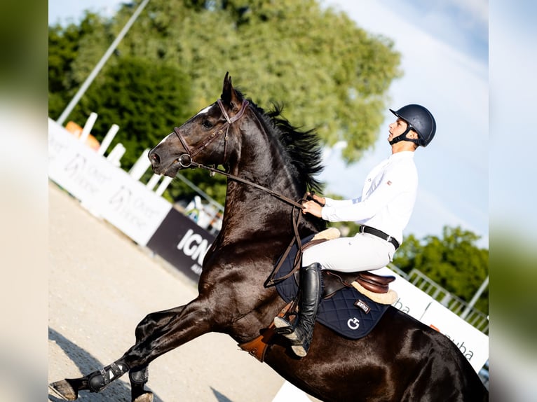 Polish sport horse Gelding 5 years 16,3 hh in Łęka Mroczeńska