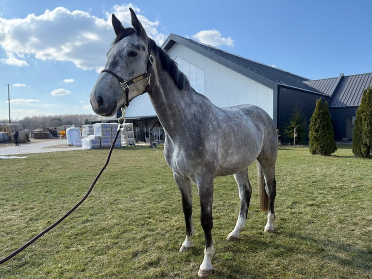 Polish sport horse Gelding 5 years 17.2 hh Grey in Zaręby