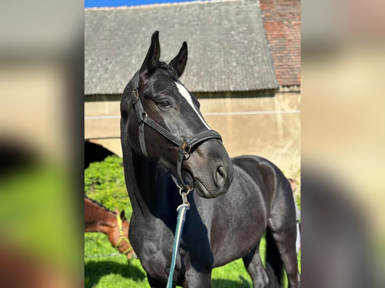 Polish sport horse Gelding 5 years 17 hh Black in Borówki