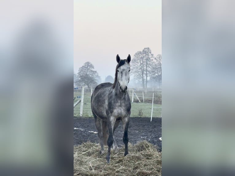 Polish sport horse Gelding 5 years 17 hh Grey-Blue-Tan in Santok