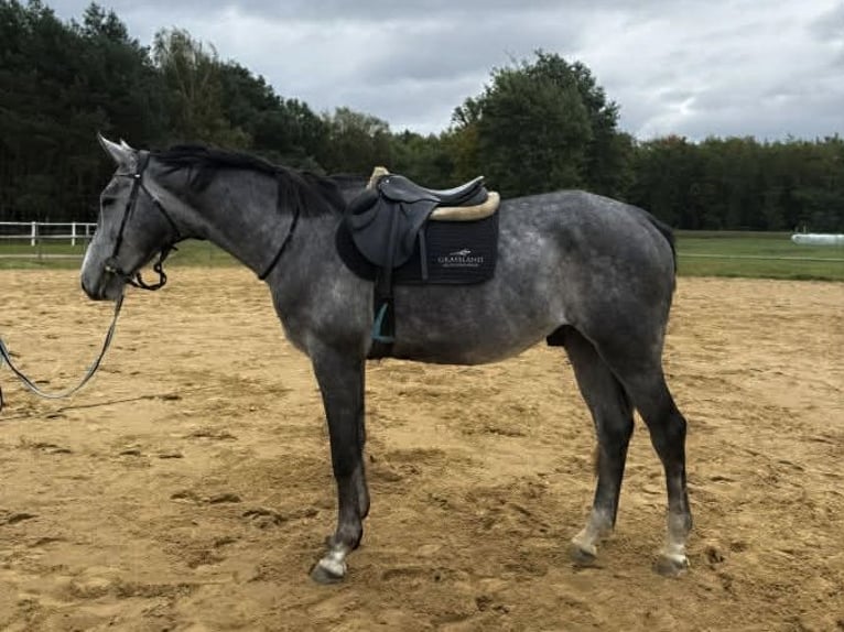 Polish sport horse Gelding 5 years 17 hh Grey in Santok