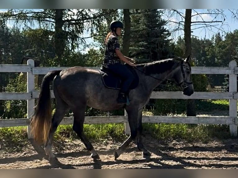 Polish sport horse Gelding 5 years 17 hh Grey in Santok
