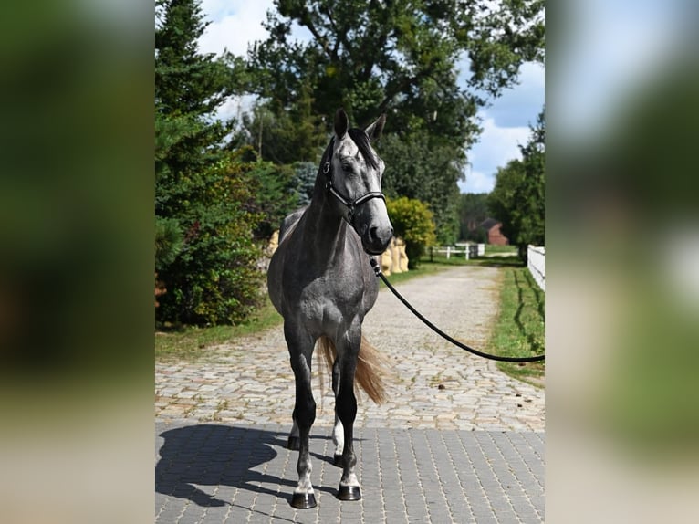 Polish sport horse Gelding 5 years 17 hh Grey in Santok