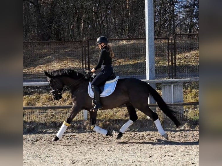 Polish sport horse Gelding 6 years 15,2 hh Smoky-Black in Forst