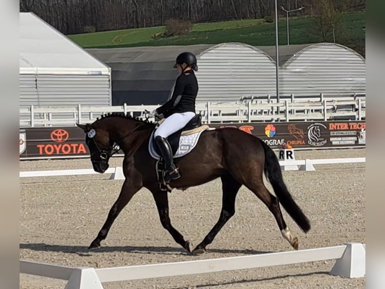 Polish sport horse Gelding 6 years 15,2 hh Smoky-Black in Forst