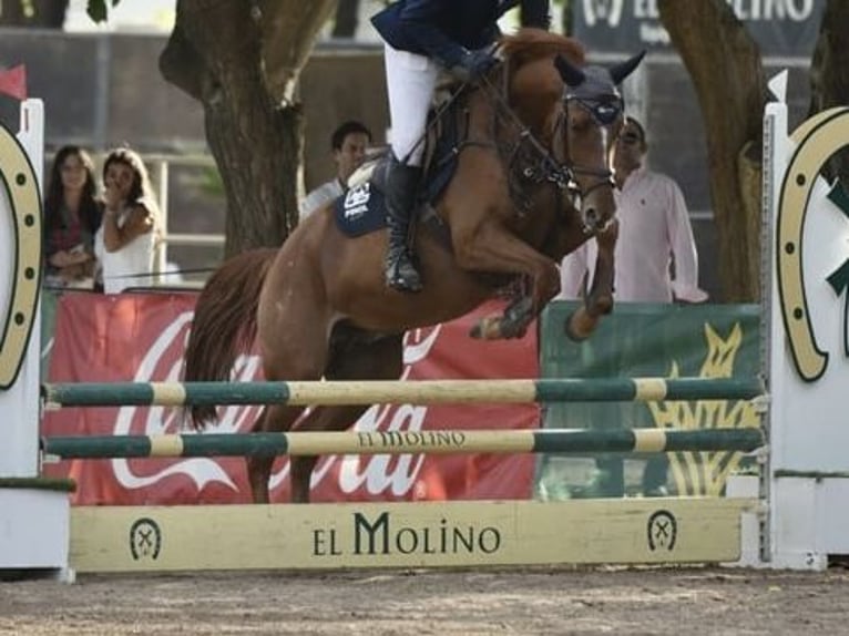 Polish sport horse Gelding 6 years 16 hh Chestnut-Red in Go&#x15B;cimiec