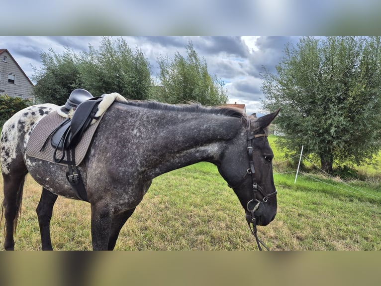 Polish sport horse Gelding 6 years 16 hh Leopard-Piebald in Liebenburg