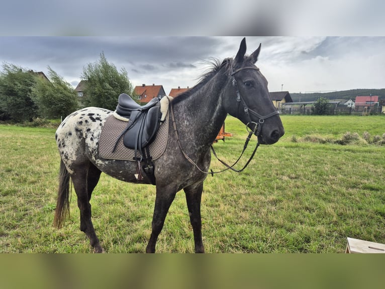 Polish sport horse Gelding 6 years 16 hh Leopard-Piebald in Liebenburg