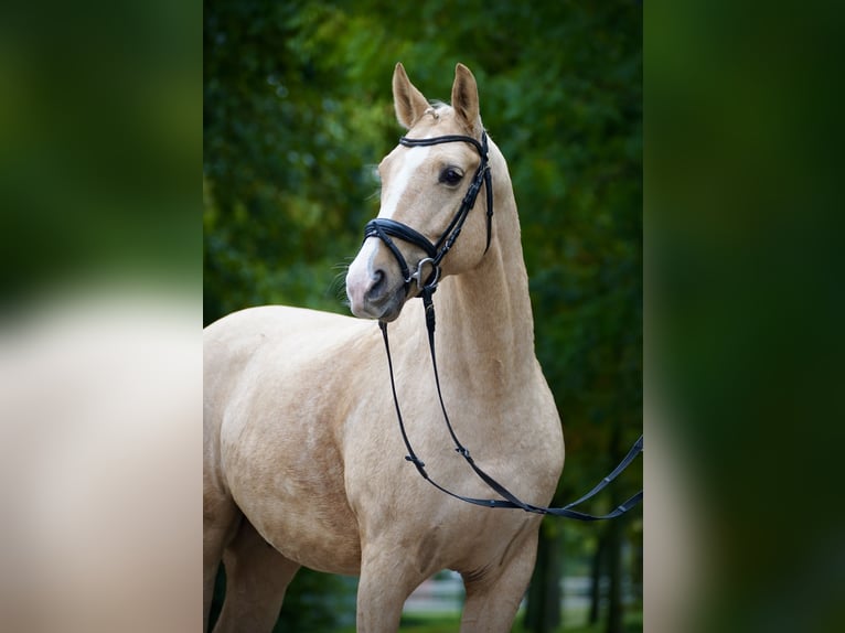 Polish sport horse Gelding 6 years 16 hh Palomino in Horstmar