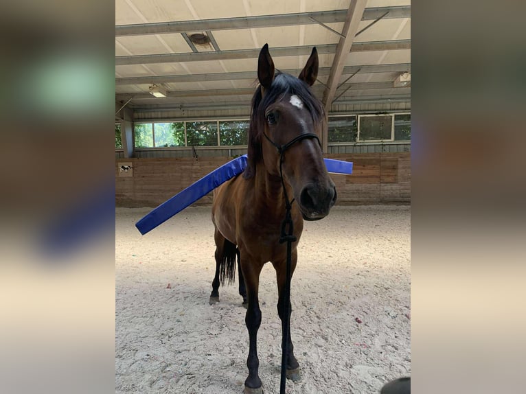 Polish sport horse Gelding 6 years 16,1 hh Bay-Dark in Skrzeszew