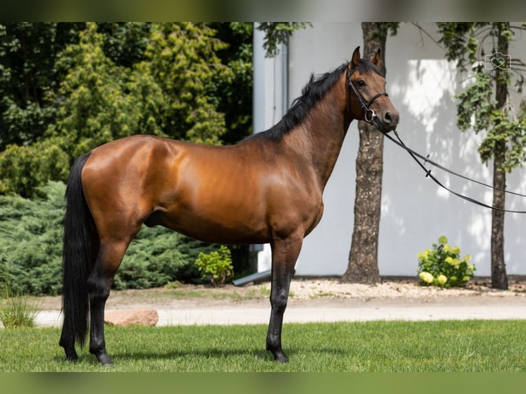 Polish sport horse Gelding 6 years 16,1 hh Brown in Koscian