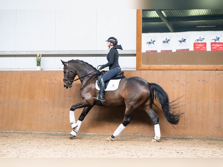 Polish sport horse Gelding 6 years 16,2 hh Bay-Dark in Ziemięcice