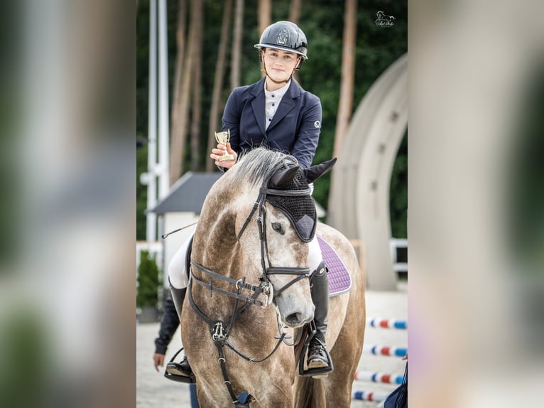 Polish sport horse Gelding 6 years 16,2 hh Grey in Bydgoszcz