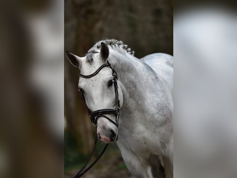 Polish sport horse Gelding 6 years 16,3 hh Grey in Kecskemét