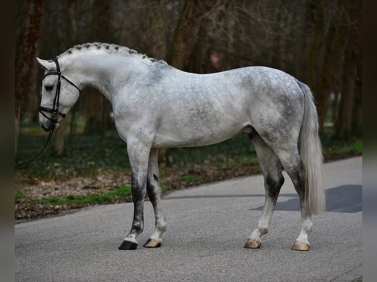 Polish sport horse Gelding 6 years 16,3 hh Grey in Kecskemét