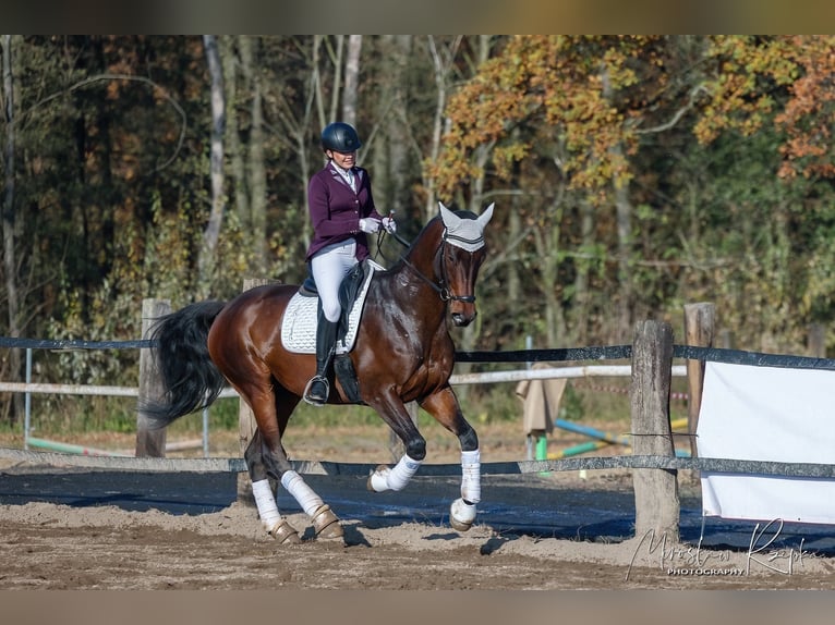 Polish sport horse Gelding 6 years 17.2 hh Bay-Dark in Sośnica, Kąty Wrocławskie