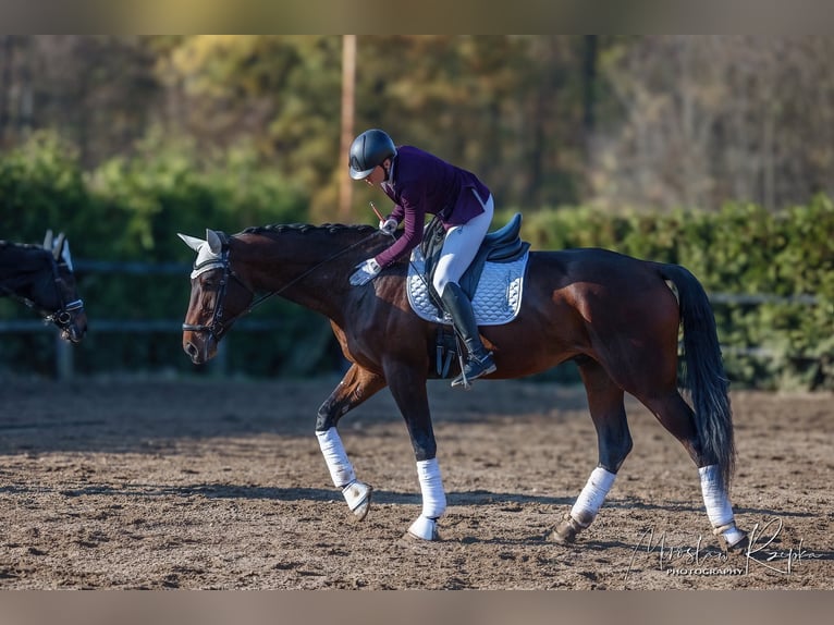 Polish sport horse Gelding 6 years 17.2 hh Bay-Dark in Sośnica, Kąty Wrocławskie