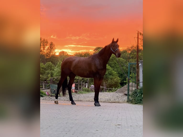 Polish sport horse Gelding 6 years 17.2 hh Bay-Dark in Sośnica, Kąty Wrocławskie