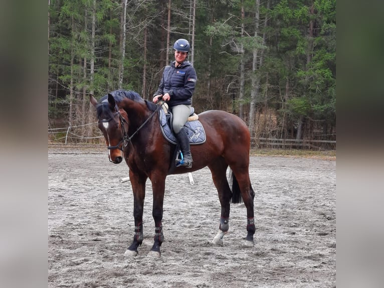 Polish sport horse Gelding 6 years 17 hh Brown in Telfs