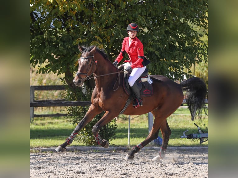 Polish sport horse Gelding 6 years 17 hh Brown in Telfs
