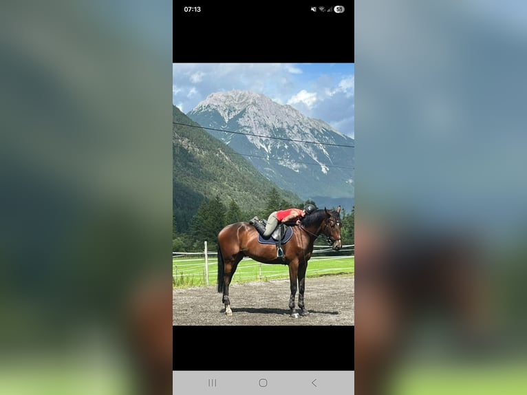 Polish sport horse Gelding 6 years 17 hh Brown in Telfs