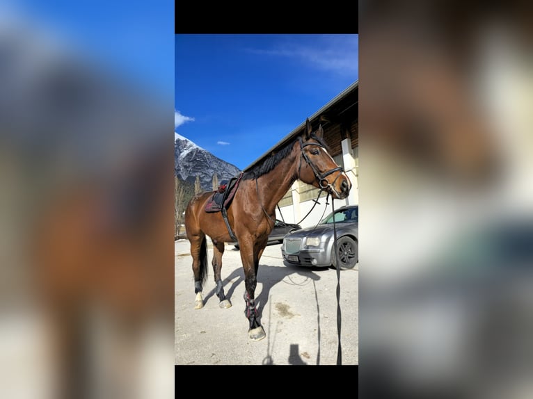 Polish sport horse Gelding 6 years 17 hh Brown in Telfs