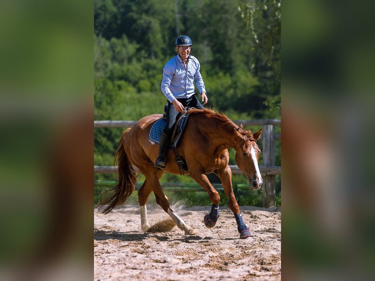 Polish sport horse Gelding 6 years 17,1 hh Chestnut-Red in Lutomia Górna