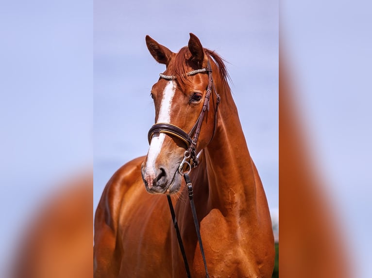 Polish sport horse Gelding 6 years 17,1 hh Chestnut-Red in Lutomia Górna