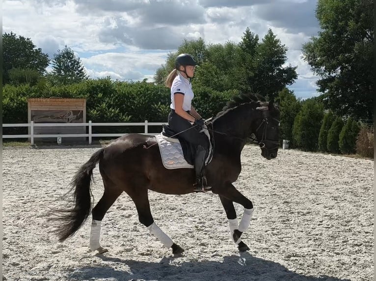Polish sport horse Gelding 7 years 15.2 hh Black in Forst
