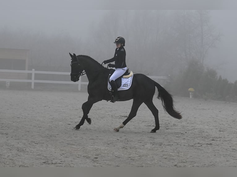 Polish sport horse Gelding 7 years 15.2 hh Black in Forst