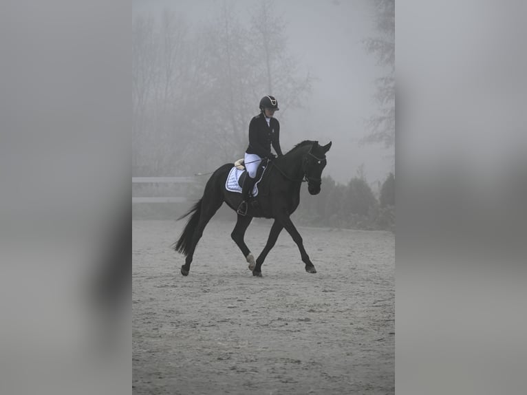Polish sport horse Gelding 7 years 15.2 hh Black in Forst