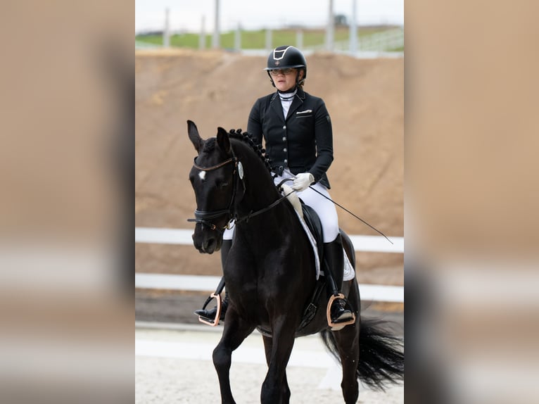 Polish sport horse Gelding 7 years 15.2 hh Black in Forst