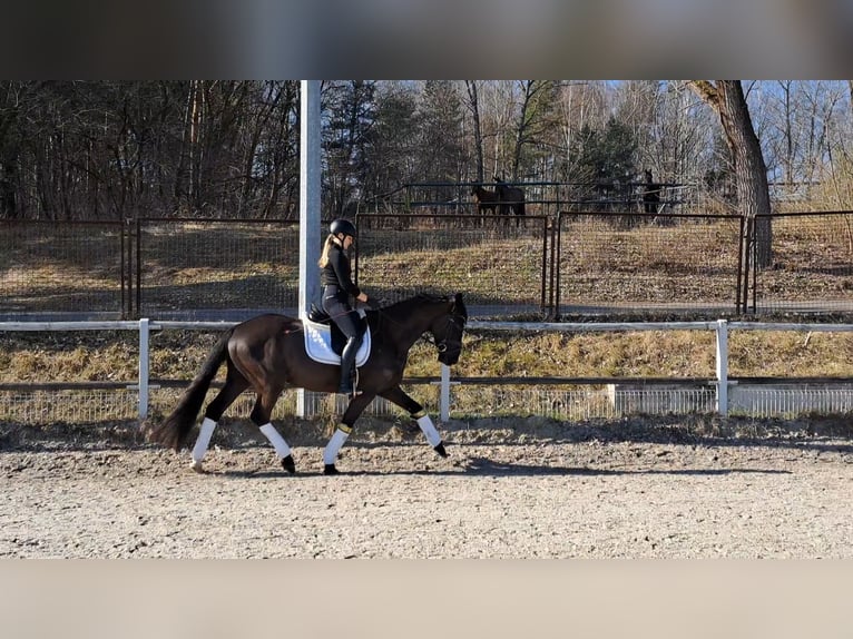 Polish sport horse Gelding 7 years 15.2 hh Black in Forst