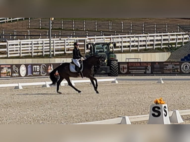 Polish sport horse Gelding 7 years 15,2 hh Smoky-Black in Forst