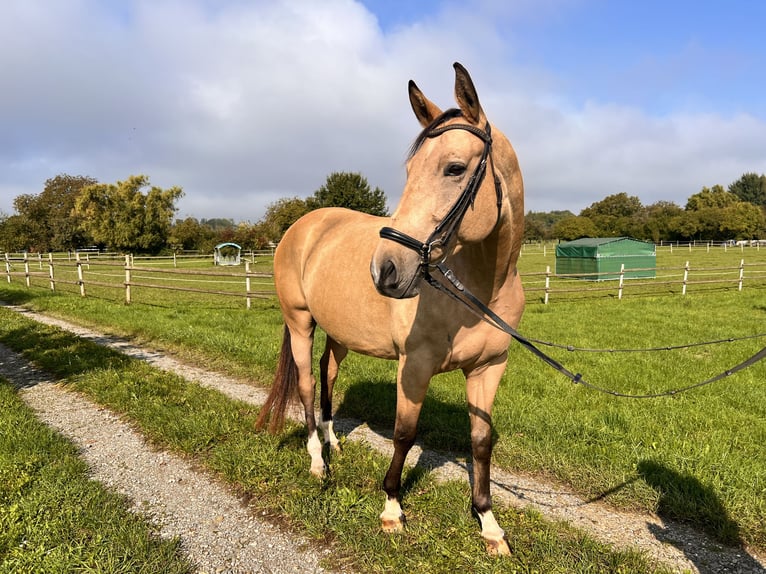 Polish sport horse Gelding 7 years 15,3 hh Dun in Au am Rhein