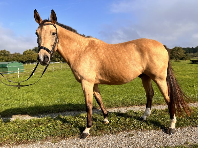 Polish sport horse Gelding 7 years 15,3 hh Dun in Au am Rhein