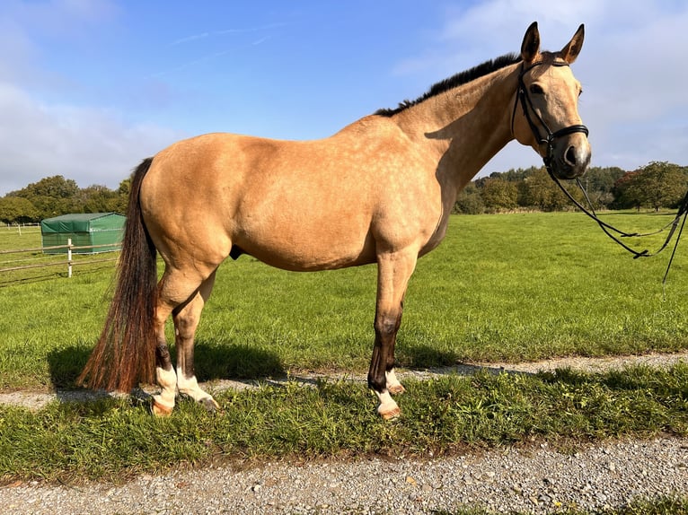 Polish sport horse Gelding 7 years 15,3 hh Dun in Au am Rhein