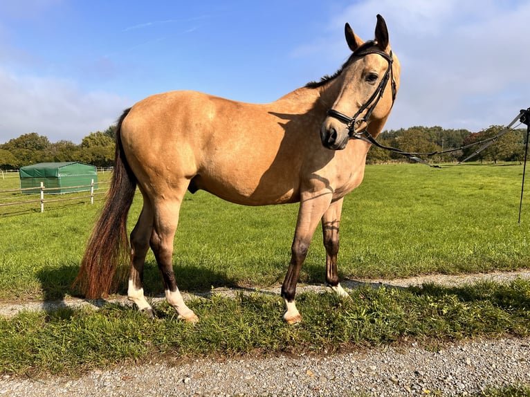 Polish sport horse Gelding 7 years 15,3 hh Dun in Au am Rhein
