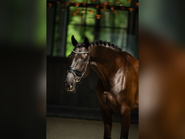 Polish sport horse Gelding 7 years 16.2 hh Black in Poznań