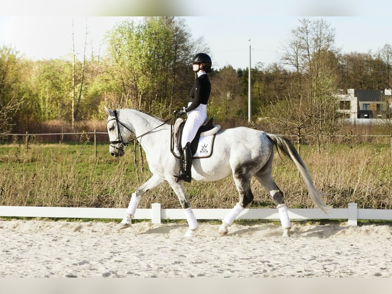 Polish sport horse Gelding 7 years 16.2 hh Grey-Fleabitten in Warszawa