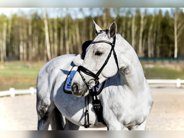 Polish sport horse Gelding 7 years 16.2 hh Grey-Fleabitten in Warszawa