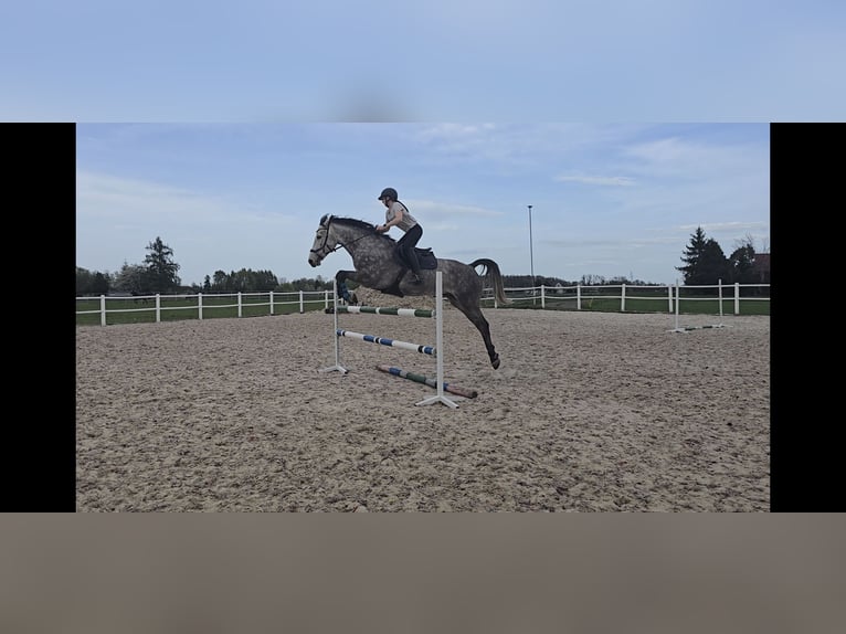 Polish sport horse Gelding 7 years 16.2 hh Grey in Cieszyn