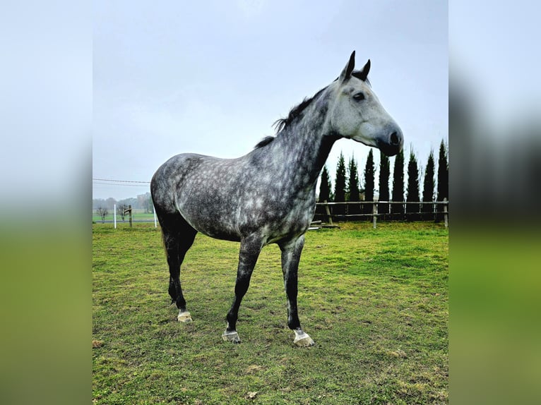 Polish sport horse Gelding 7 years 16.2 hh Grey in Cieszyn