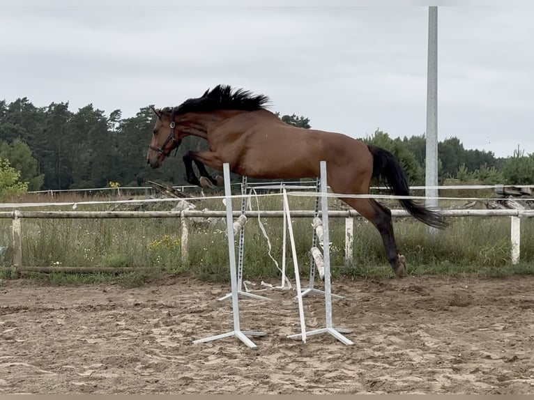 Polish sport horse Gelding 7 years 16 hh Brown in Mosina