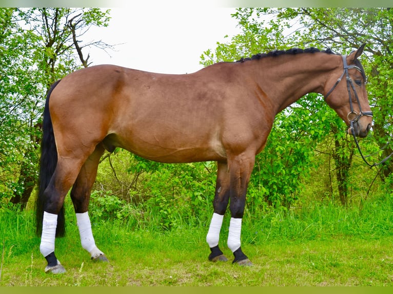 Polish sport horse Gelding 7 years 16 hh Brown in Würzburg