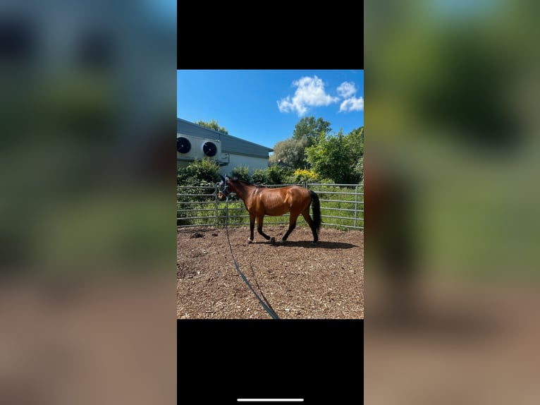 Polish sport horse Gelding 7 years 16 hh Brown in Zossen