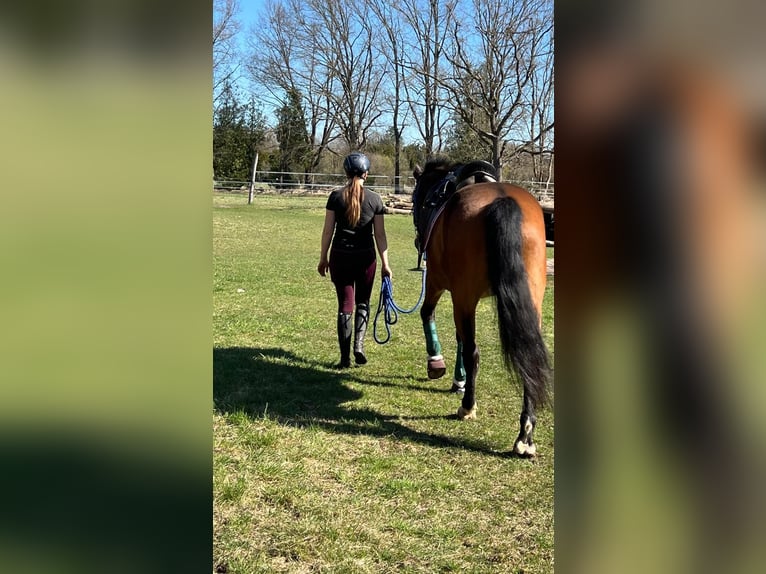 Polish sport horse Gelding 7 years 16 hh Brown in Zossen